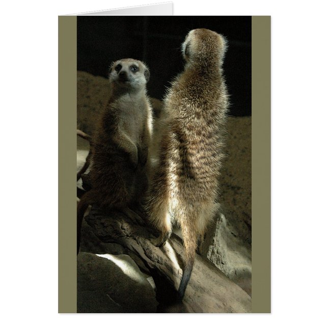 Zeit zu bilden! Meerkats (Vorne)