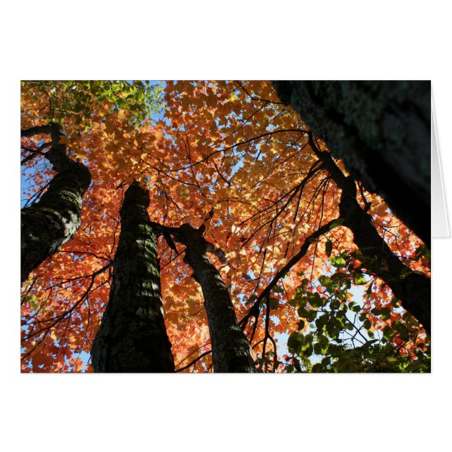 Zeitpunkt des Herbstes Zen (Vorderseite (Horizontal))