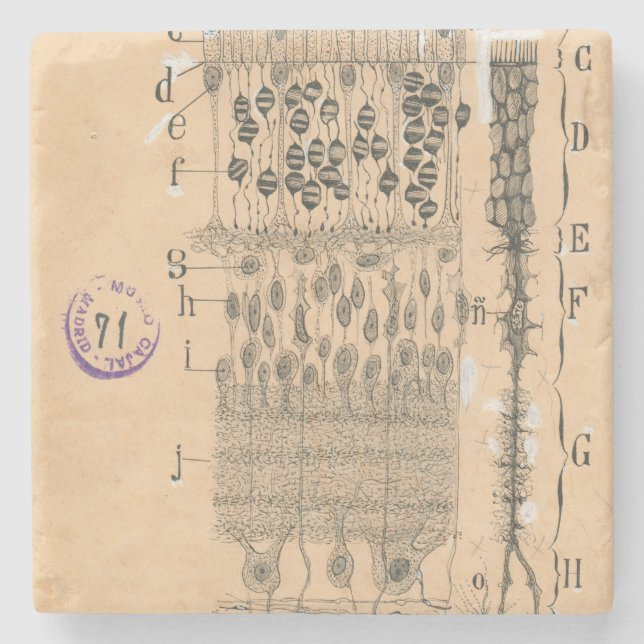 Zelle Zeichnend Auge Retina Santiago Ramon Y Cajal Steinuntersetzer (Vorderseite)