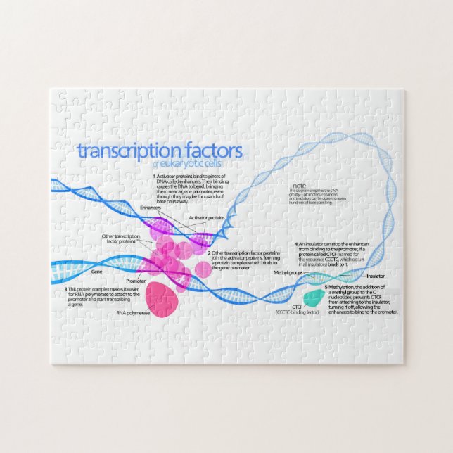 Zellen Gene-Transkriptionsfaktor-Diagramm (Horizontal)