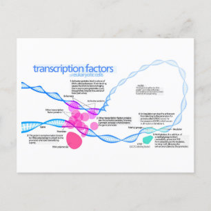Zellen Gene-Transkriptionsfaktor-Diagramm Postkarte