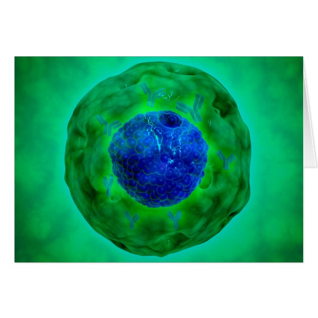 Zellkerne mit Chromosom 1 (Vorderseite (Horizontal))