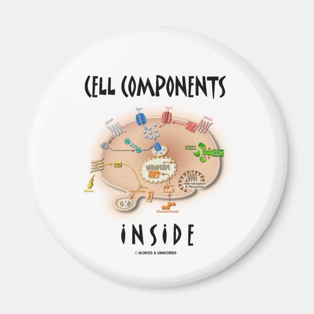 Zellkomponenten im Inneren Magnet (Vorne)