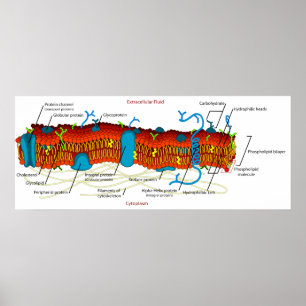 Zellmembrandiagramm häufig in allen lebenden Zelle Poster