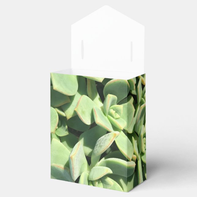 Zelt Style Fevor Box - Grüne Sukkulturen Geschenkschachtel (Geöffnet)