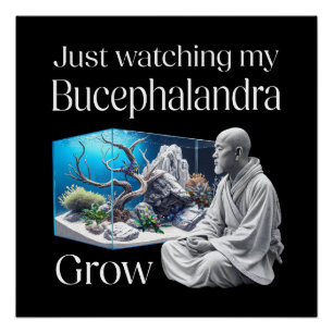 Zen and Bucephalandra – The Art of Aquascaping Poster