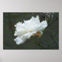 Zen-Blume