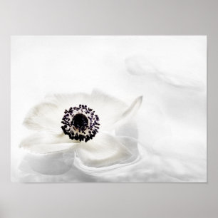 Zen High Key White Anemone über Wasser Hintergrund Poster