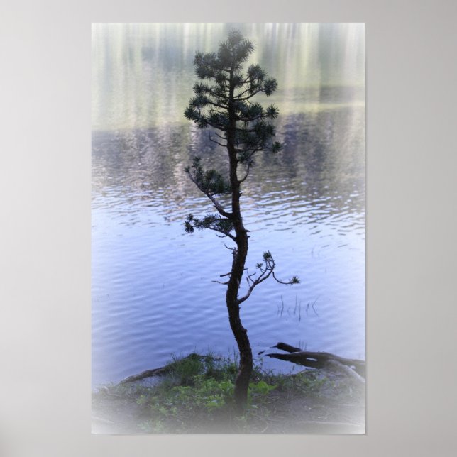 Zen Reflection- Water and Tree Poster (Vorne)