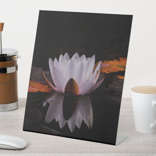 Zen White Lotus Blume Sockelschild (In Situ)