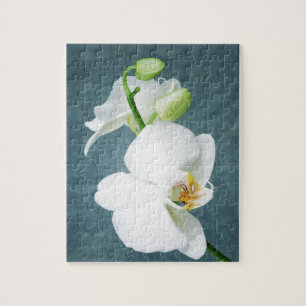 Zen White Orchid Blume