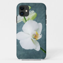 Zen White Orchid Blume