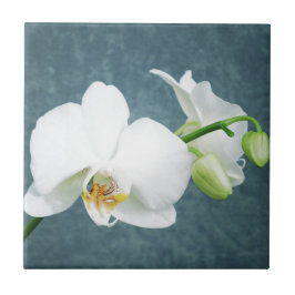 Zen White Orchid Blume Fliese