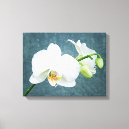 Zen White Orchid Leinwanddruck