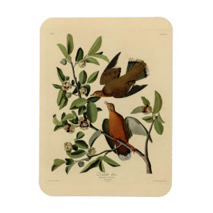 Zenaida Dove von John Audubons Vögeln von Amerika Magnet