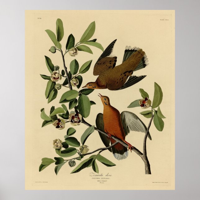 Zenaida Dove von John Audubons Vögeln von Amerika Poster (Vorne)