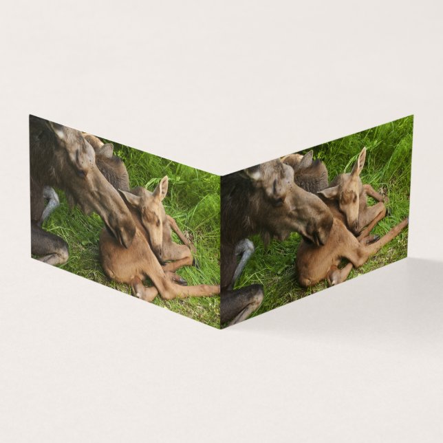 Zender Mother Moose (Vorderseite)