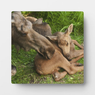 Zender Mother Moose Fotoplatte