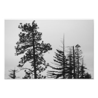 Zentral gelegene Pines Schwarz/Weiß Fotodruck