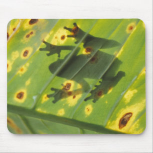 ZENTRALAMERIKA, Costa Rica, Frosch in der Hinterbe Mousepad