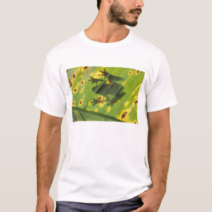ZENTRALAMERIKA, Costa Rica, Gegenlichtfrosch auf T-Shirt
