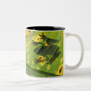 ZENTRALAMERIKA, Costa Rica, Gegenlichtfrosch auf Zweifarbige Tasse