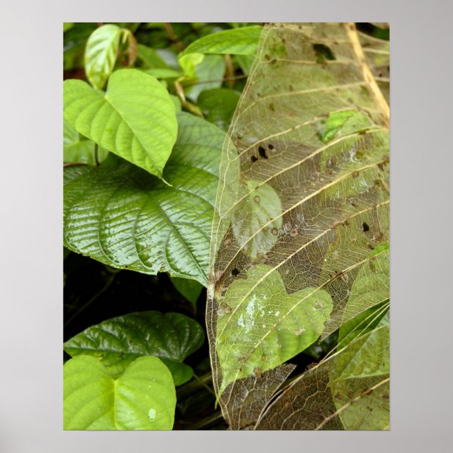 Zentralamerika, Costa Rica, Sarapiqui, Braulio Poster (Vorne)