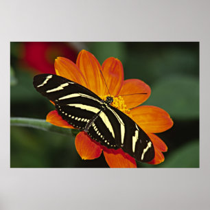 Zentralamerika, Costa Rica, Selva Verde. 4 Poster