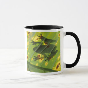 ZENTRALAMERIKA, Costa Rica, Von hinten beleuchtete Tasse