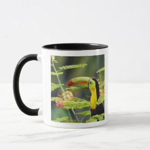 Zentralamerika, Honduras. Buntschnabeltukan Tasse