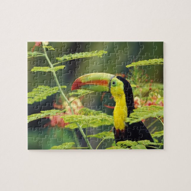 Zentralamerika, Honduras. Tastenbeladener Toucan (Horizontal)