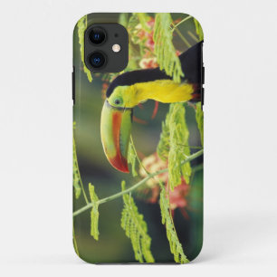 Zentralamerika, Honduras. Tastenbeladener Toucan Case-Mate iPhone Hülle