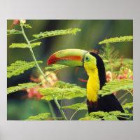 Zentralamerika, Honduras. Tastenbeladener Toucan