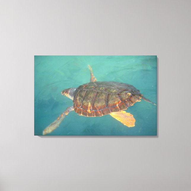 Zentralamerika, Panama, Bocas del Torro Leinwanddruck (Vorderseite)