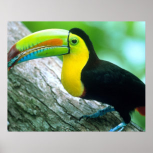 ZENTRALAMERIKA, Panama, Borro Colorado Island 2 Poster