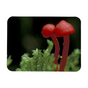 Zentralamerika, Panama, Provinz Chiriqui, 2 Magnet