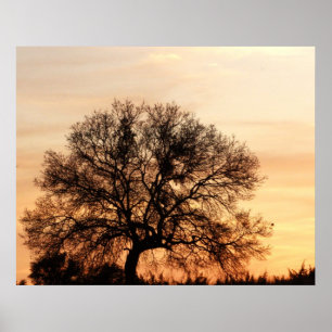 Zentraler Texas-Sonnenuntergang Poster