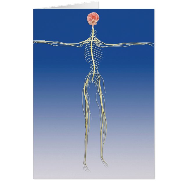 Zentrales Nervensystem mit menschlichem Gehirn (Vorne)