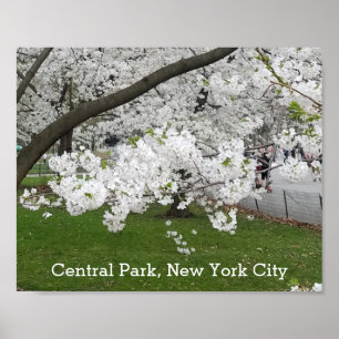 Zentralpark New York Blühender Baum im Frühjahr Poster
