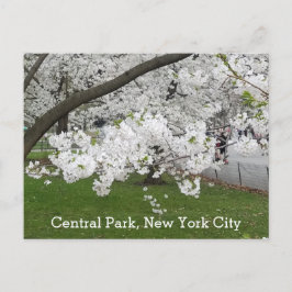Zentralpark New York Blühender Baum im Frühjahr Postkarte