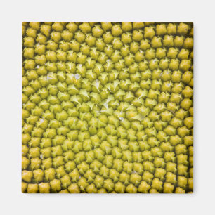 Zentrum der Riesenblume (Helianthus annuus) Magnet