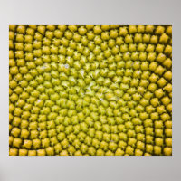 Zentrum der Riesenblume (Helianthus annuus)