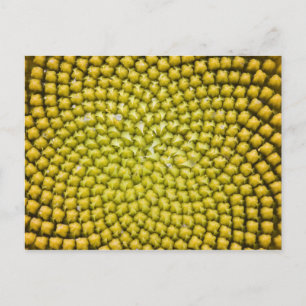 Zentrum der Riesenblume (Helianthus annuus) Postkarte