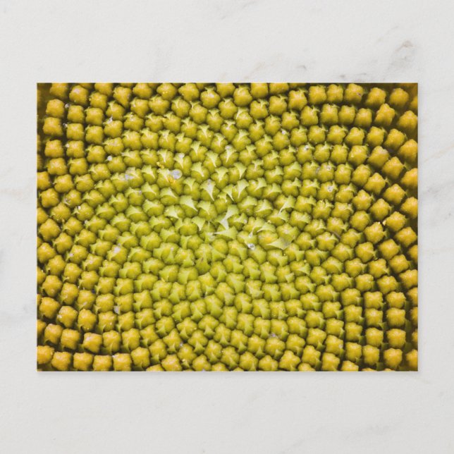 Zentrum der Riesenblume (Helianthus annuus) Postkarte (Vorderseite)