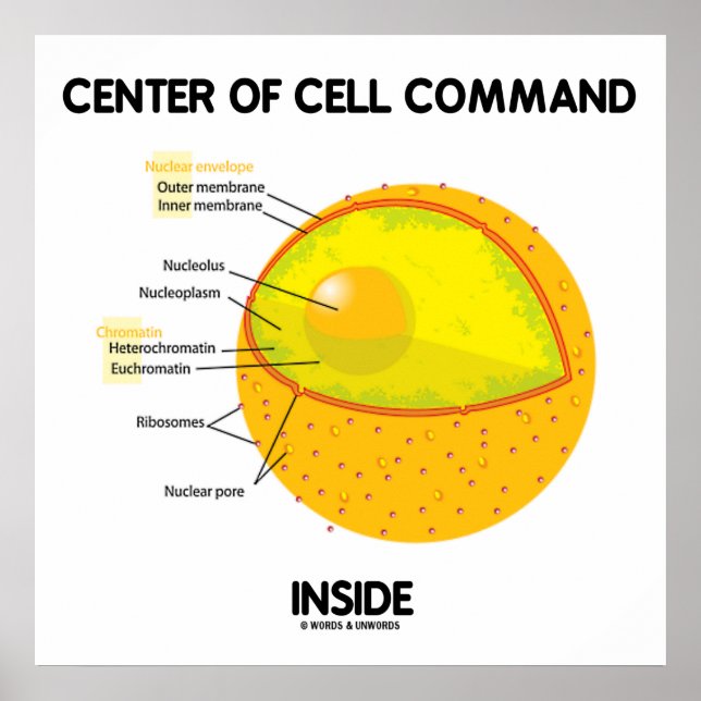 Zentrum der Zellführung in der Nucleus-Biologie Poster (Vorne)