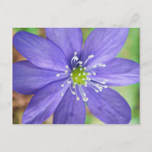 Zentrum einer blauen Blume mit weißen Stempeln Postkarte