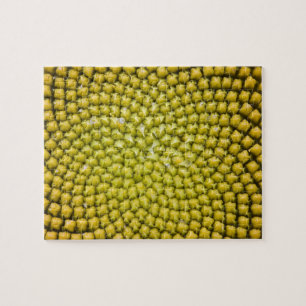 Zentrum einer riesigen Sonnenblume (Helianthus ann