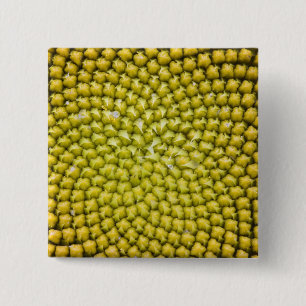 Zentrum einer riesigen Sonnenblume (Helianthus ann Button