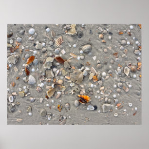 Zerbrochene Muscheln auf Cape San Blas, Florida Poster