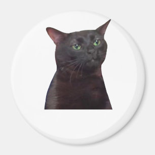 Zerstreute Katze, weggetreten Magnet